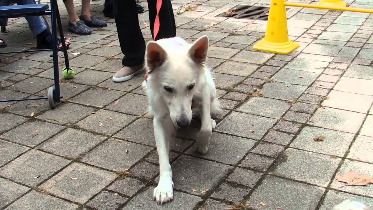 Galatée, chien visiteur