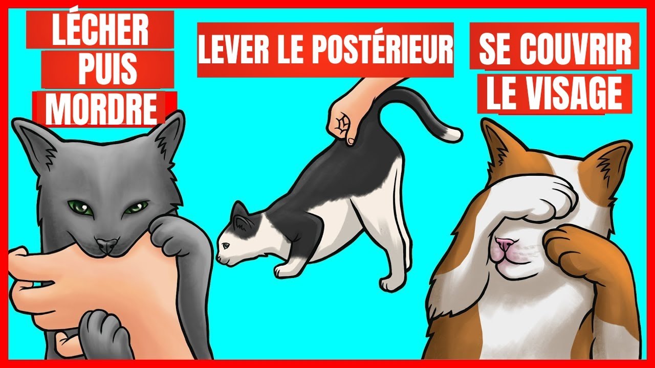 9 comportements étranges de votre chat et leurs significations | Incroyablement Top