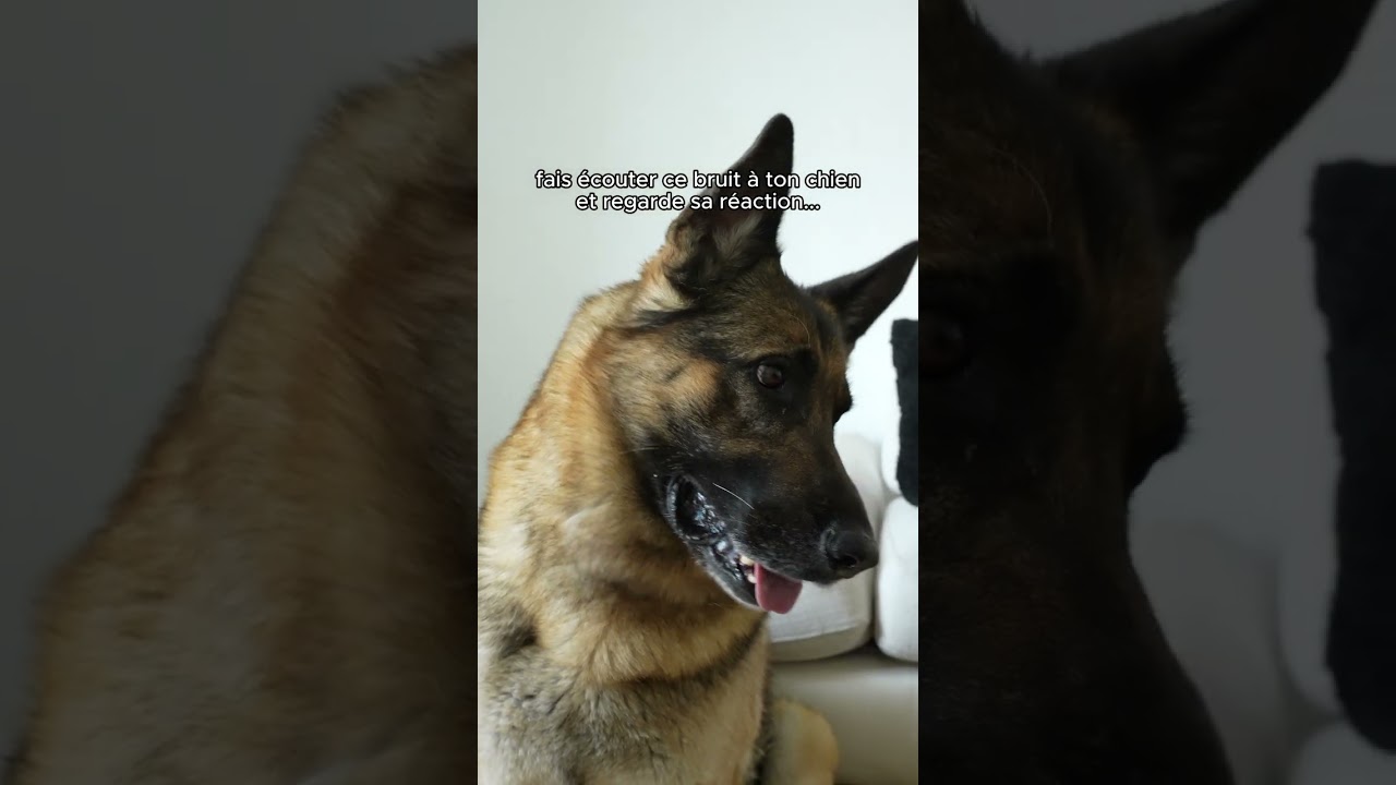 Fais écouter ce bruit à ton chien et regarde sa réaction 😉🐶