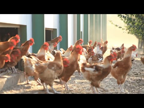 Film-documentaire - Loué, la belle histoire - 60ans d'une Coopérative d'éleveurs (version courte)