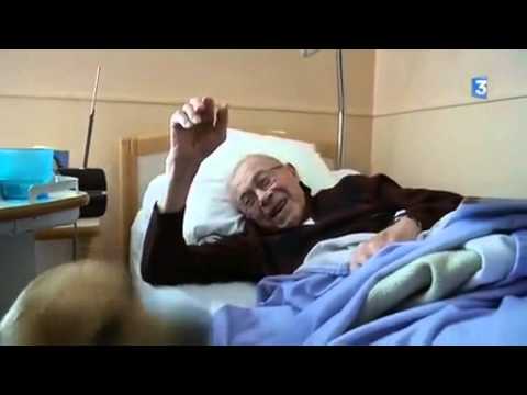 Les chiens visiteurs